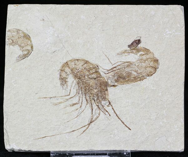 Cretaceous Fossil Shrimp Carpopenaeus - Lebanon #22883
